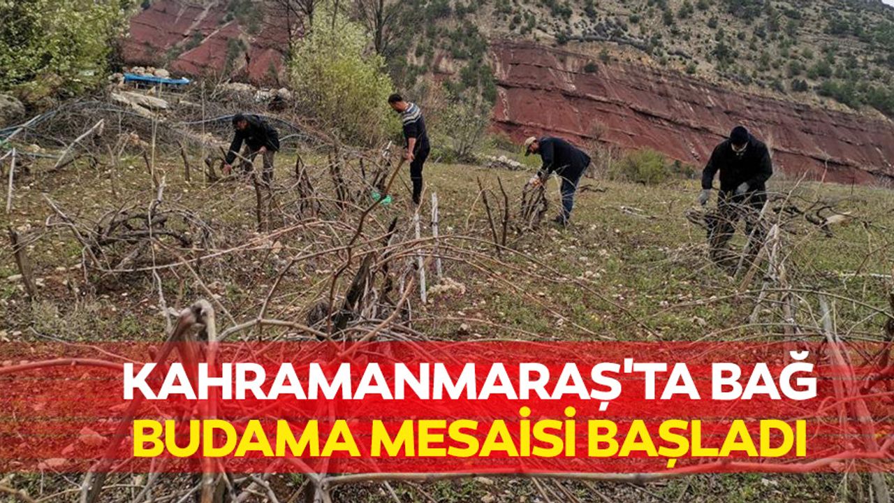 Kahramanmaraş'ta Bağ Budama Mesaisi Başladı