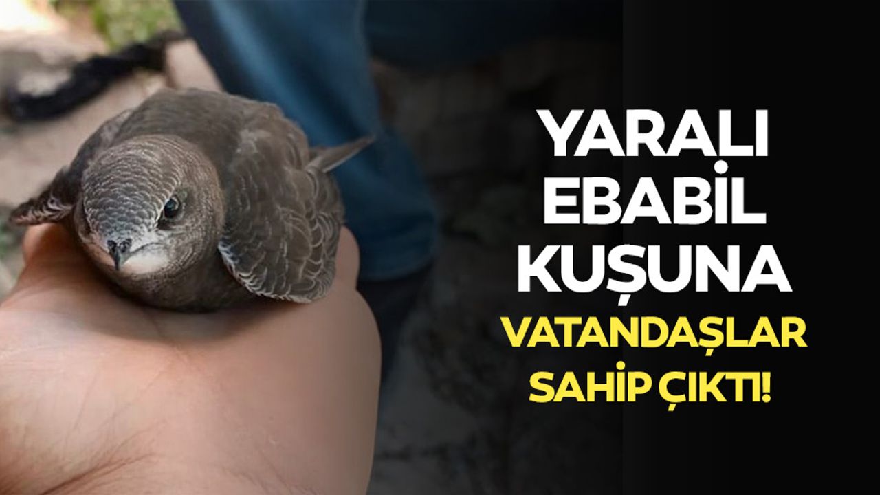 Yaralı Ebabil kuşuna vatandaşlar sahip çıktı!