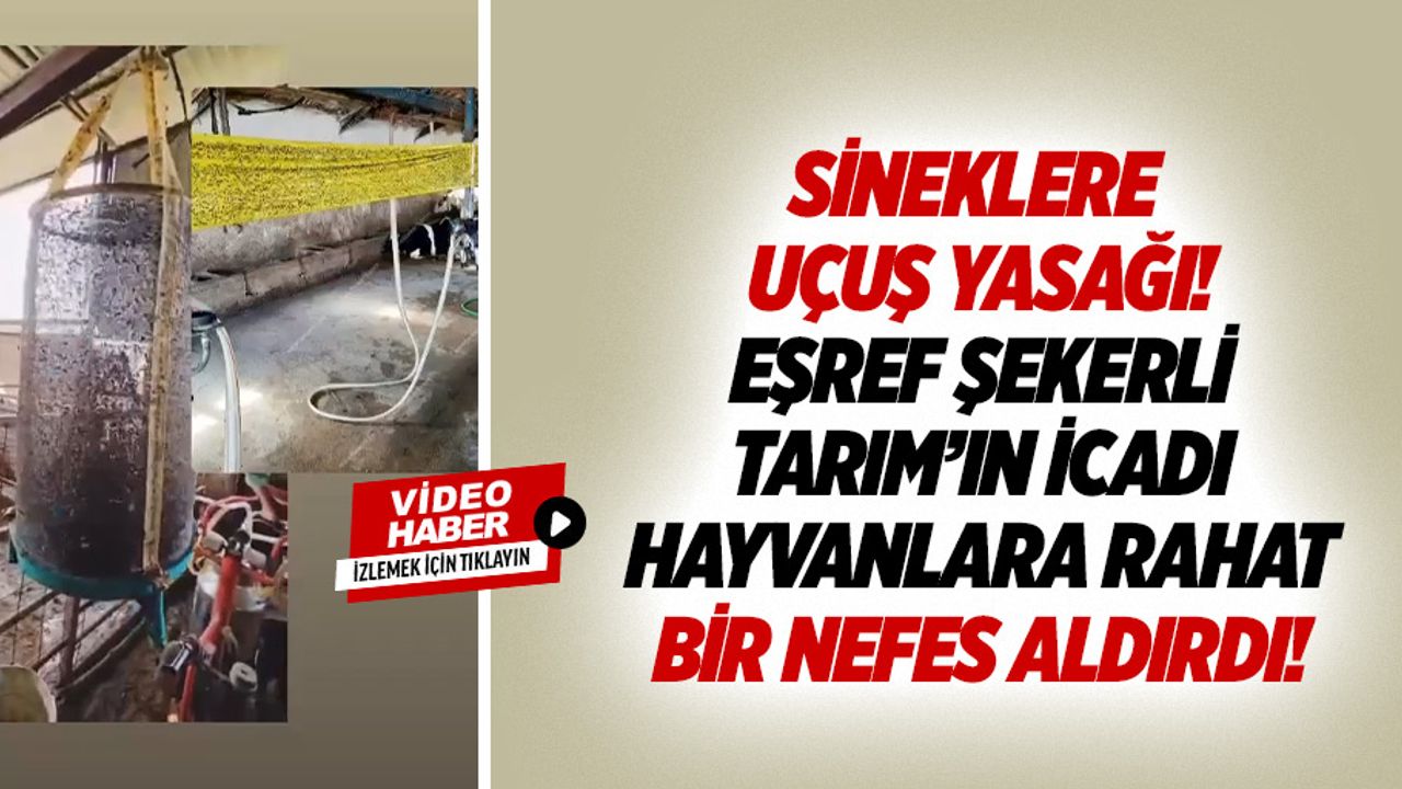 Sineklere uçuş yasağı! Eşref Şekerli tarım’ın icadı hayvanlara rahat bir nefes aldırdı!