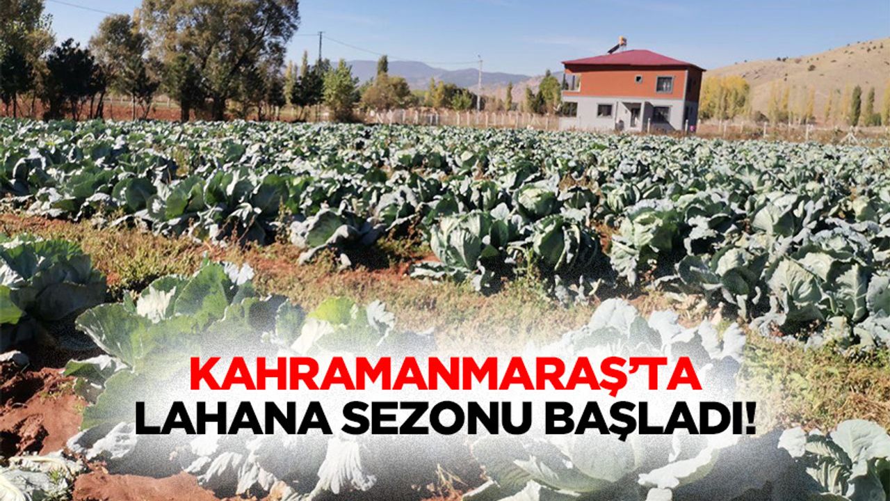 Kahramanmaraş’ta lahana sezonu başladı!