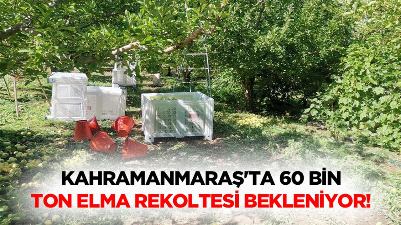 Kahramanmaraş'ta 60 bin ton elma rekoltesi bekleniyor!
