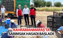 Kahramanmaraş’ta sarımsak hasadı başladı!