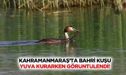 Kahramanmaraş’ta Bahri Kuşu yuva kurarken görüntülendi!