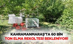Kahramanmaraş'ta 60 bin ton elma rekoltesi bekleniyor!