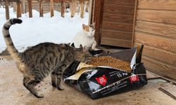Soğuk Havada Büyükşehir’den sokak hayvanlarına şefkat eli!