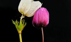 Kahramanmaraş’ta Anemon Zamanı: Doğa Uyanıyor, KAMFOD Sahada!