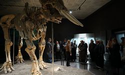 Kahramanmaraş Büyükşehir, Ulu Çınarları Tarihle Buluşturdu!