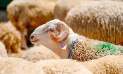 Kurban Bayramı Öncesi TSAOUSOGLU Uluslararası Organizasyon Hazırlıklarını Sürdürüyor!