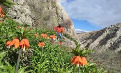 Kahramanmaraş’ta Ters Laleler Görsel Şölen Sunuyor!