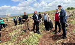 Kahramanmaraş’ta beyaz altın hasadı yapıldı!