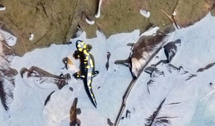 Kahramanmaraş’ta Nesli Tehlike Altındaki Anadolu Semenderleri Görüntülendi!