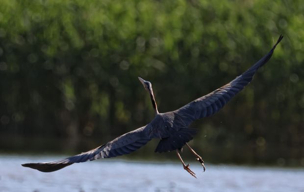 Kahramanmaraş’ta Göçmen Kuş Hareketliliği: KAMFOD’dan Doğaya Büyük Katkı