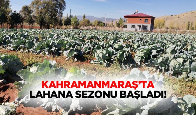 Kahramanmaraş’ta lahana sezonu başladı!