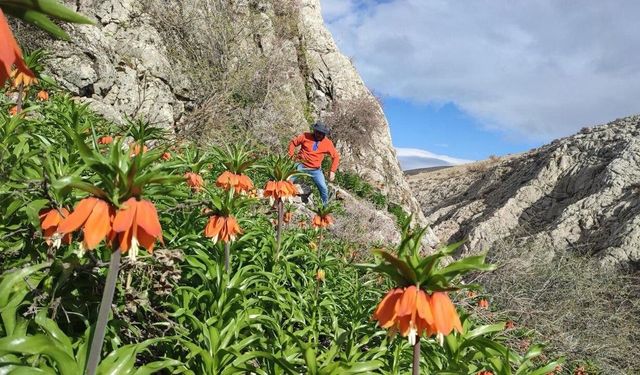 Kahramanmaraş’ta Ters Laleler Görsel Şölen Sunuyor!