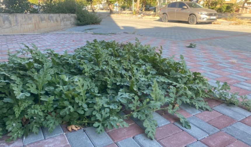 Kaldırımda yetişen karpuzlar görenleri şaşırtıyor!