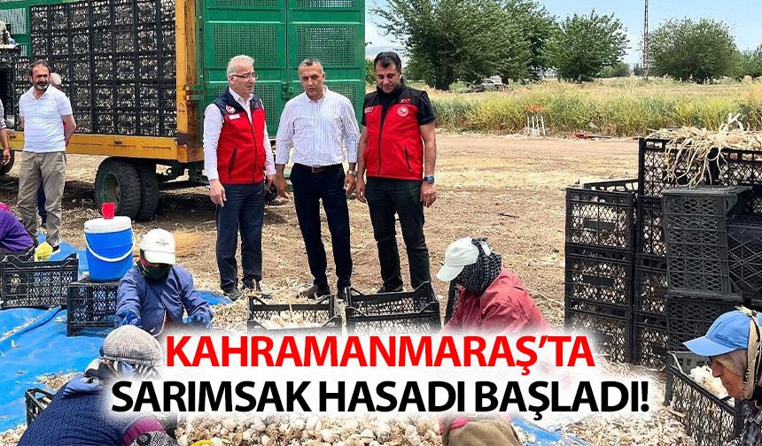 Kahramanmaraş’ta sarımsak hasadı başladı!