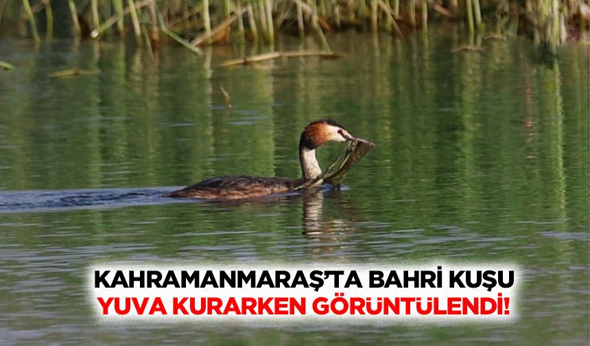 Kahramanmaraş’ta Bahri Kuşu yuva kurarken görüntülendi!