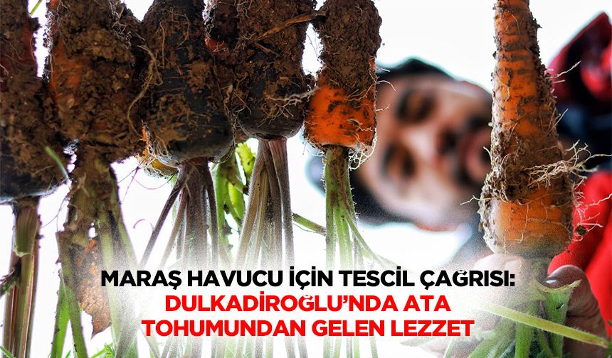 Maraş Havucu İçin Tescil Çağrısı: Dulkadiroğlu’nda Ata Tohumundan Gelen Lezzet