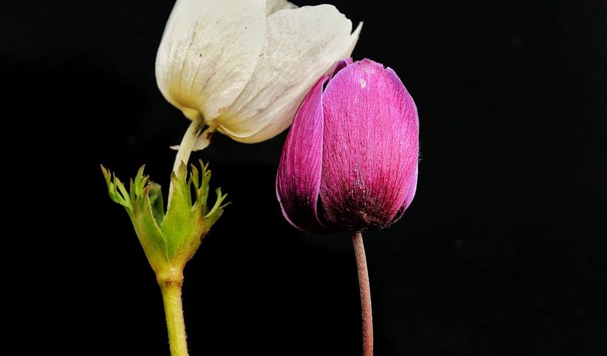 Kahramanmaraş’ta Anemon Zamanı: Doğa Uyanıyor, KAMFOD Sahada!