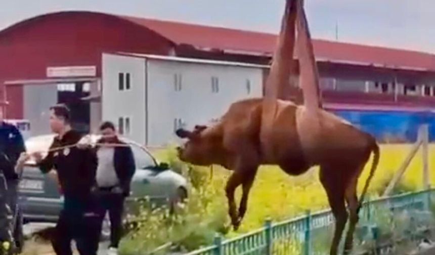 Kahramanmaraş’ta su kanalına düşen inek kurtarıldı!
