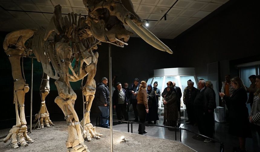 Kahramanmaraş Büyükşehir, Ulu Çınarları Tarihle Buluşturdu!