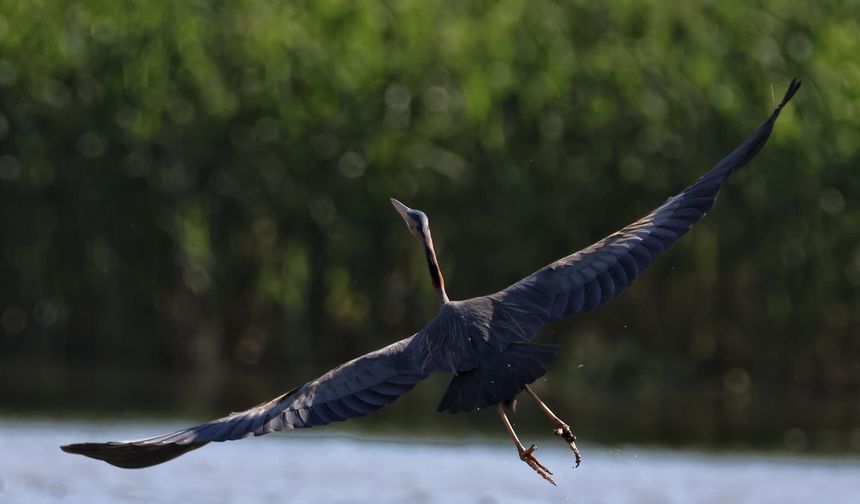 Kahramanmaraş’ta Göçmen Kuş Hareketliliği: KAMFOD’dan Doğaya Büyük Katkı