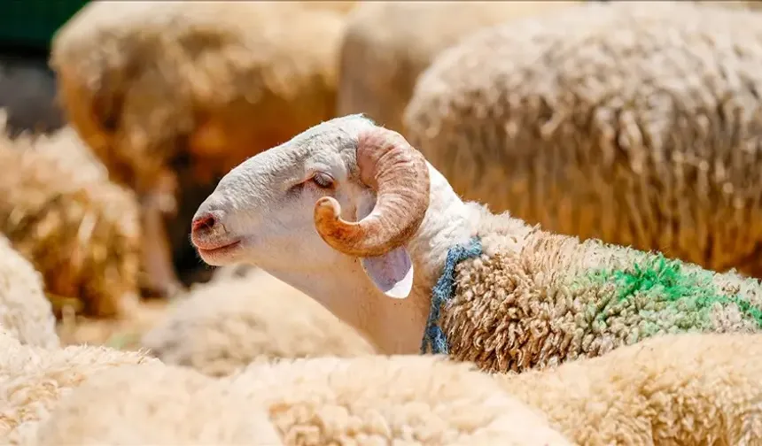 Kurban Bayramı Öncesi TSAOUSOGLU Uluslararası Organizasyon Hazırlıklarını Sürdürüyor!