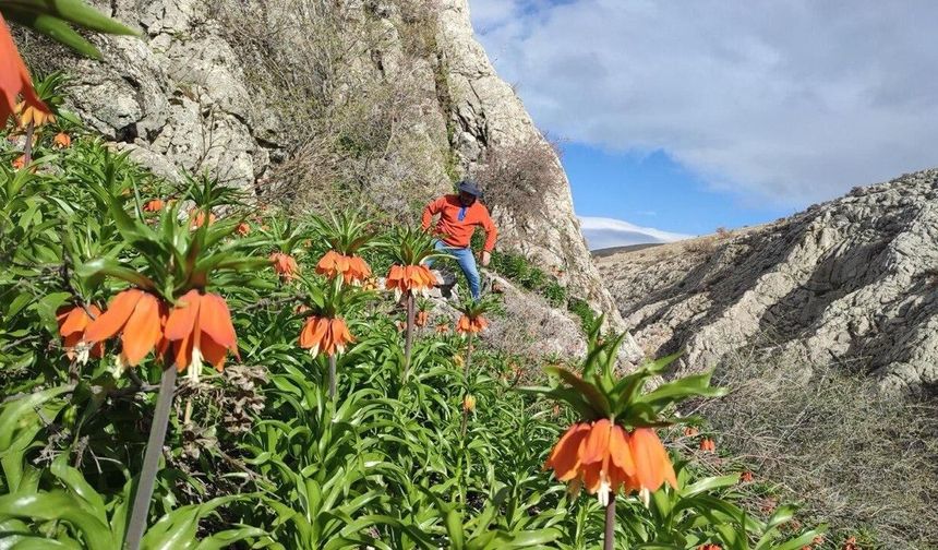 Kahramanmaraş’ta Ters Laleler Görsel Şölen Sunuyor!