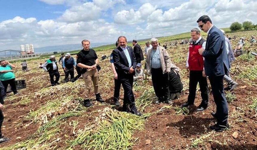 Kahramanmaraş’ta beyaz altın hasadı yapıldı!